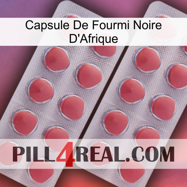 Africa Black Ant Capsule 19